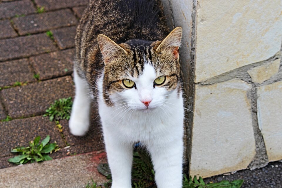 Dear mieze tiger cat