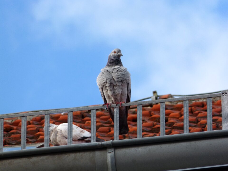 Bird tile blue photo