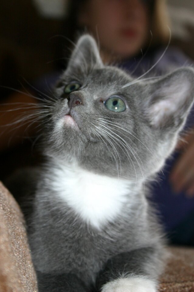 Pet kitten feline