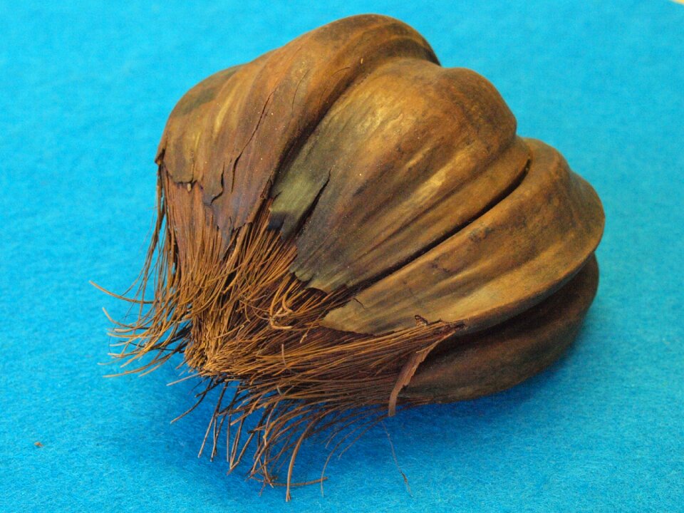 Nypa fructicans south east asia australia