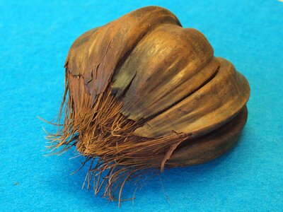 Nypa fructicans south east asia australia