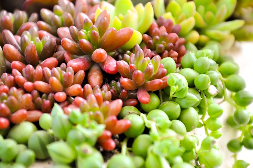 Succulent plants plant green