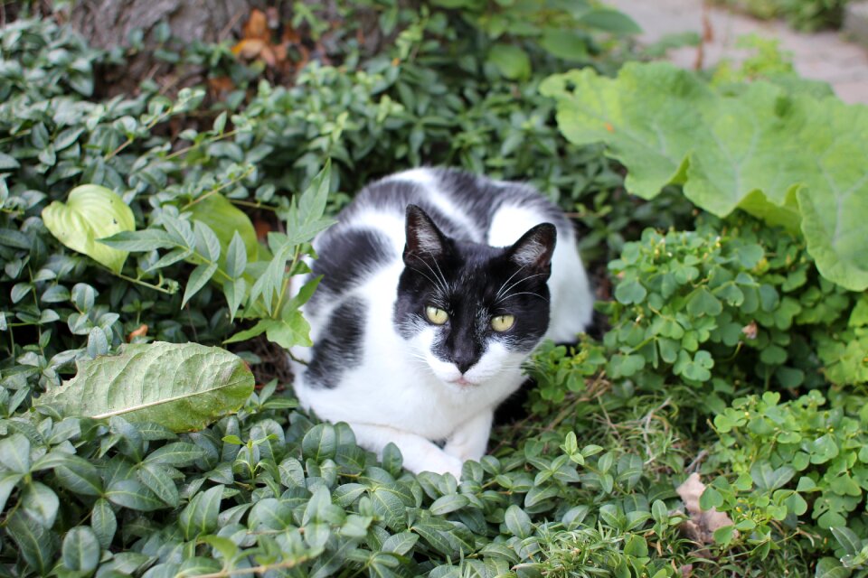 Garden bushes animal