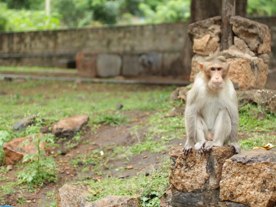 Nature zoo