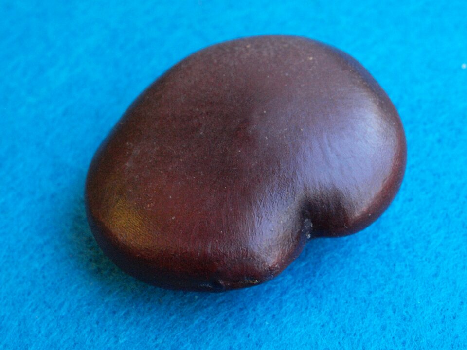The juju bean seeds south america africa