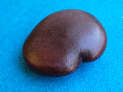 The juju bean seeds south america africa