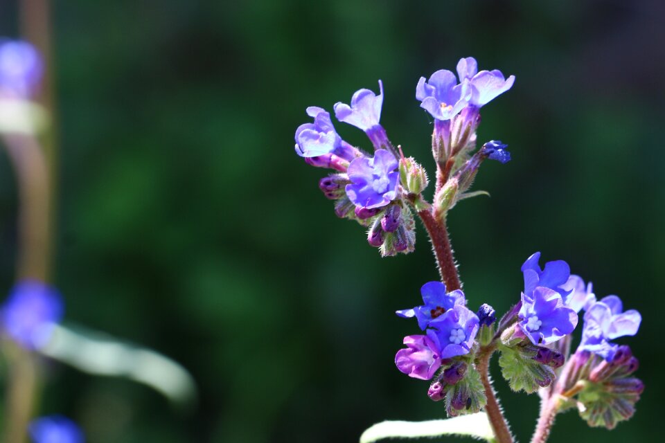 Flowers persian speedwell Free photos