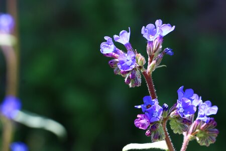 Flowers persian speedwell Free photos
