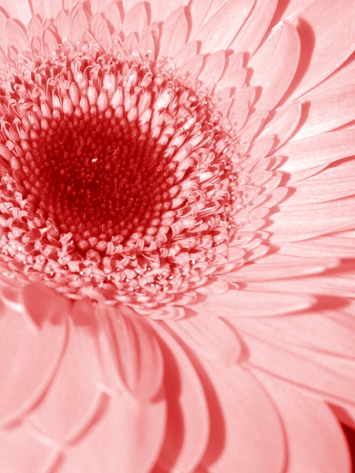 Mutisioideae gerbera nature