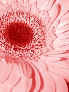 Mutisioideae gerbera nature
