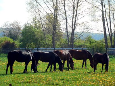 Pasture animal mane