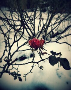 Nature frost snow