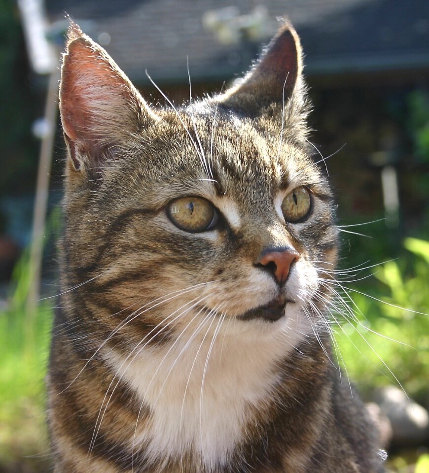 Dear mieze tiger cat