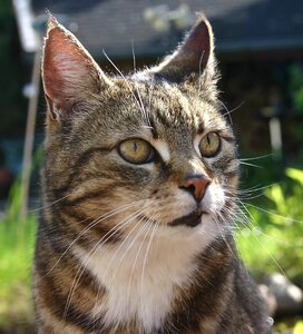 Dear mieze tiger cat