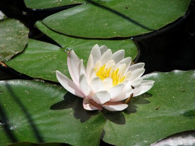 Flower lake pond