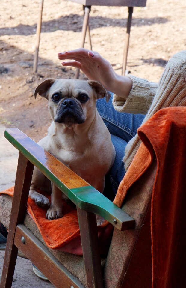 Iron sitting pets