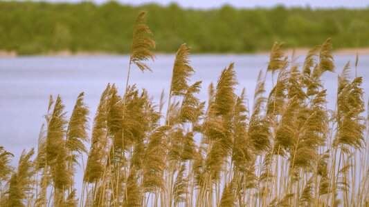Mood senftenberg marram grass