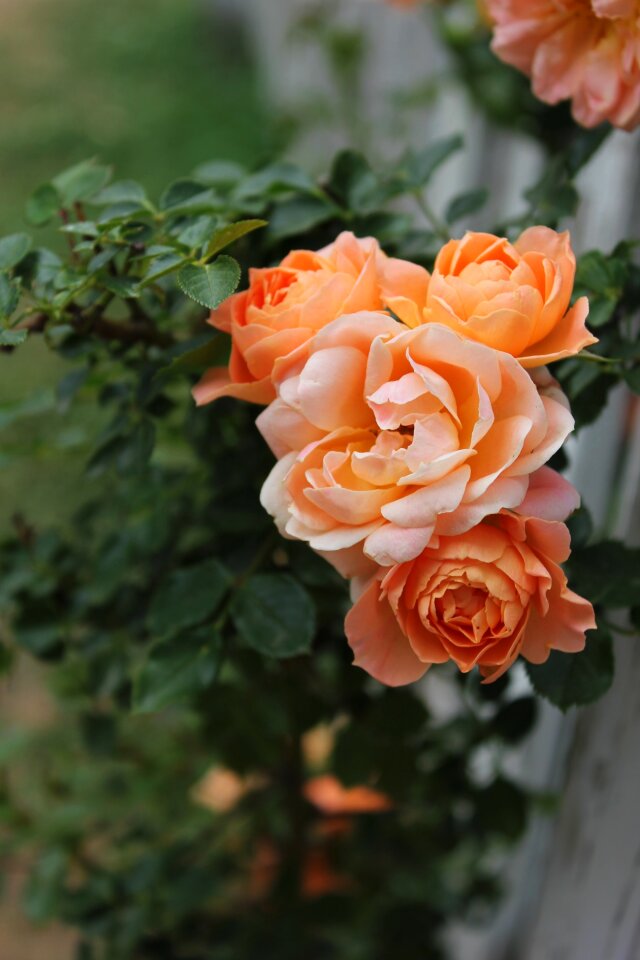 Flower orange garden photo