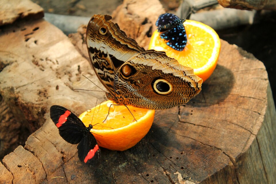 Butterfly orange log