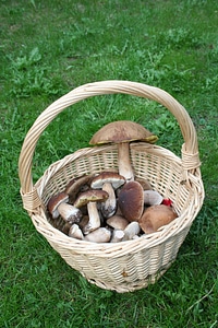 Forest cep chestnut photo