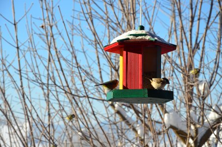 Aviary winter colorful