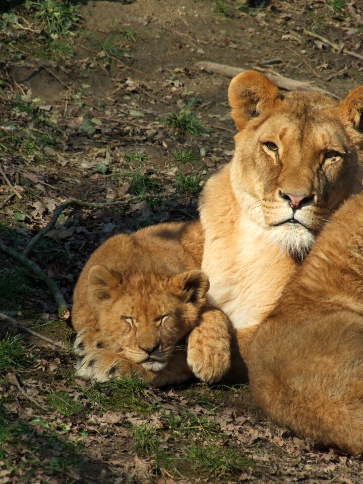 Animals animal world animal