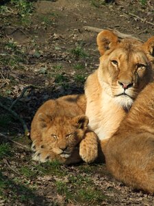 Animals animal world animal