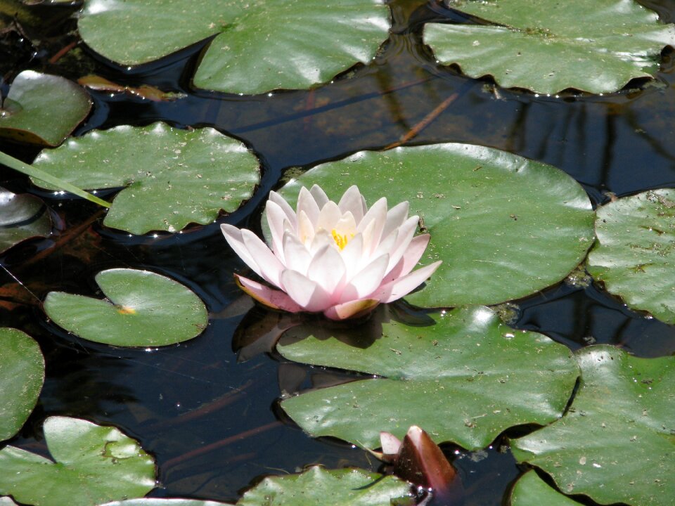 Nature flower pond