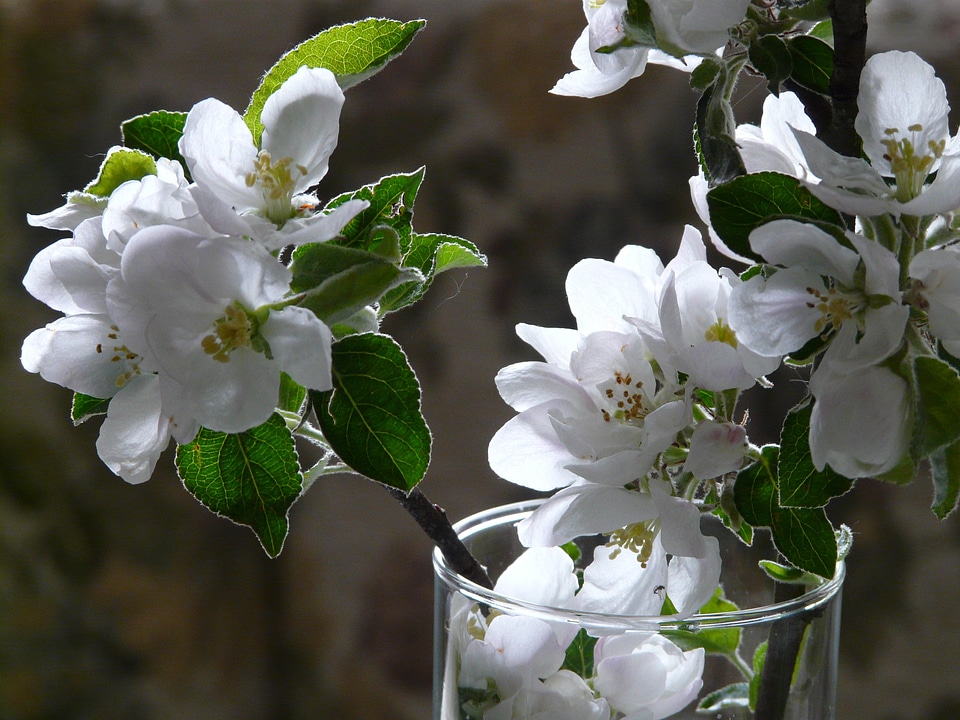 Decoration bloom flowers
