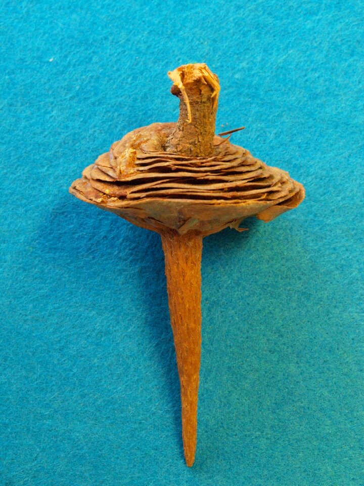 Cedar pine green spindle