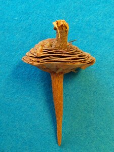 Cedar pine green spindle