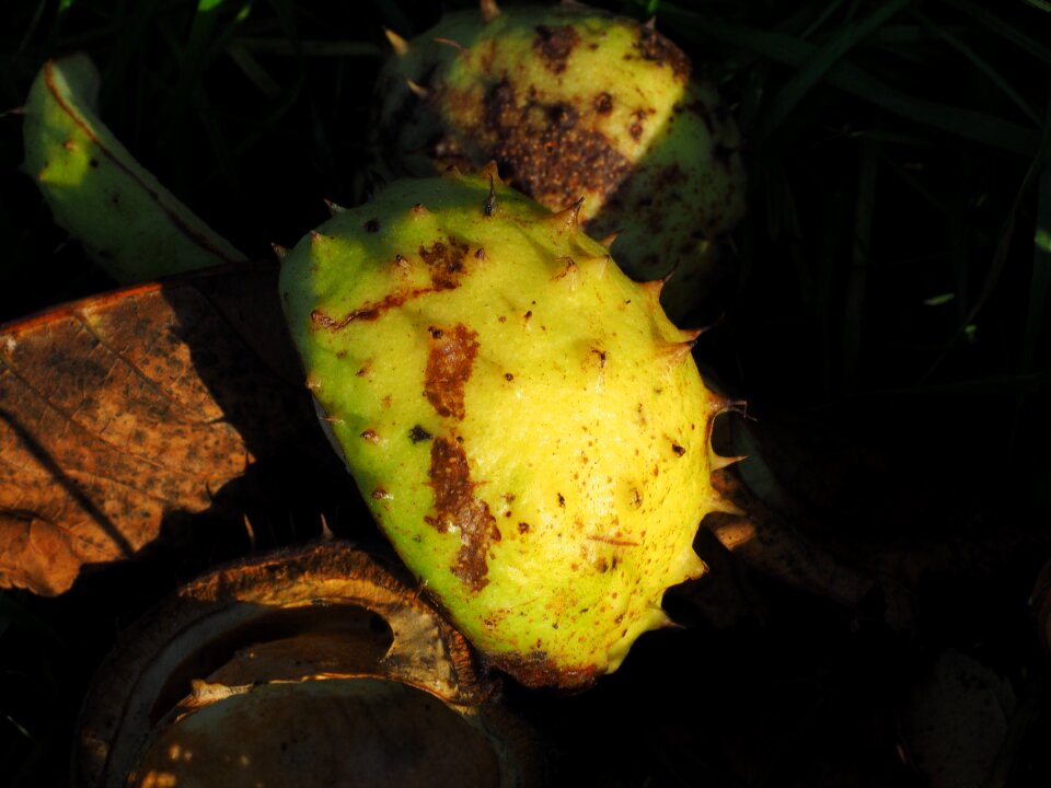 Autumn fruit autumn prickly