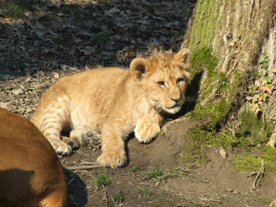 Mammal nature animal world
