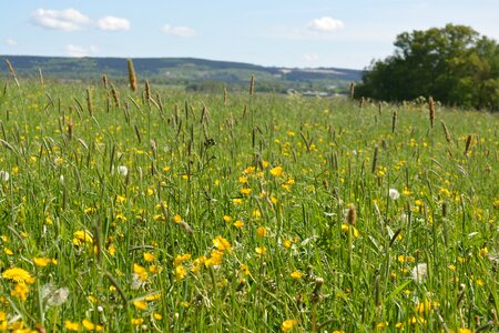 Nature grass flowers photo