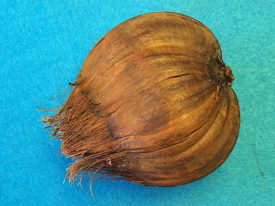 Nypa fructicans south east asia australia