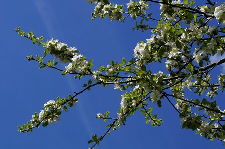 Apple blossom bloom branches photo