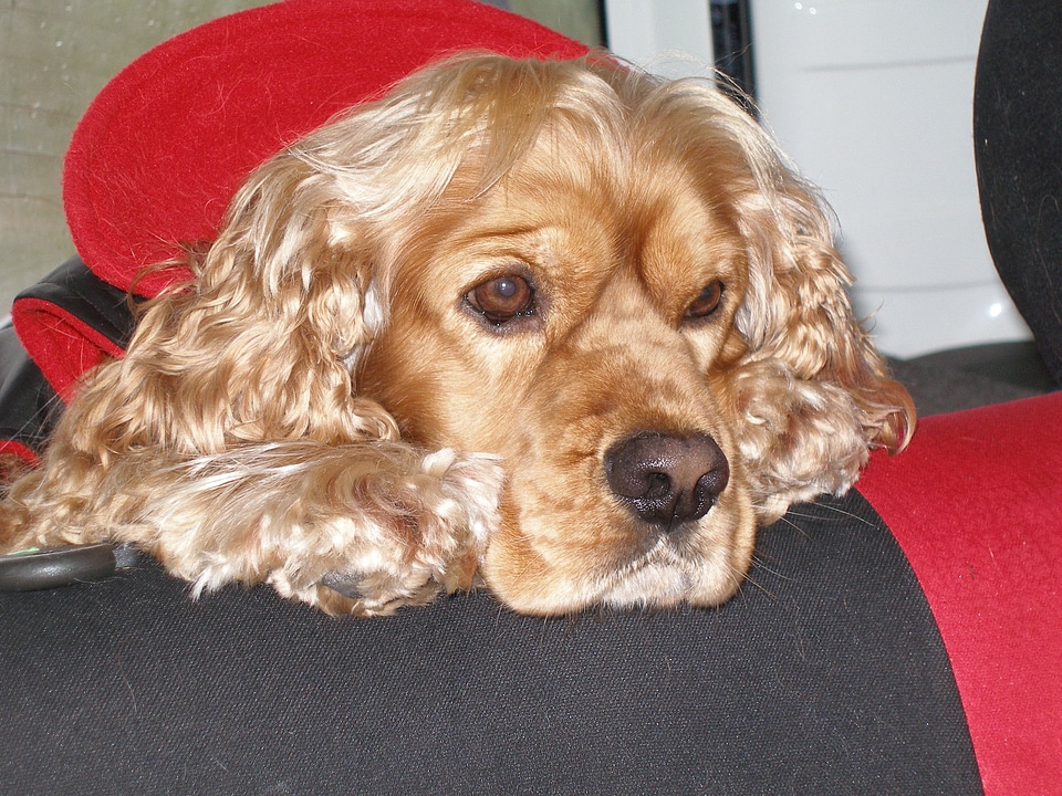 Animal spaniel cocker