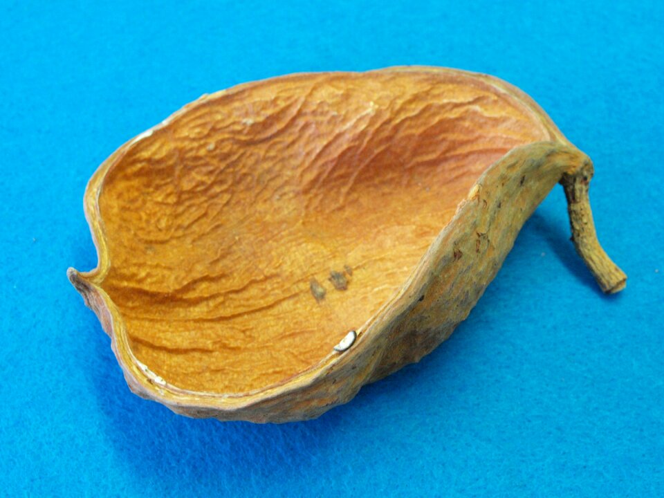 Bloom dried sterculia chicha