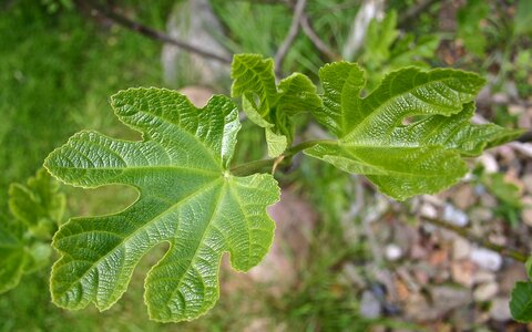 Fig leaves green