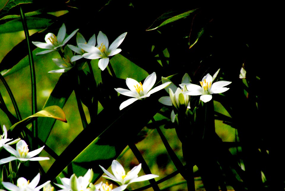 Garden contrast light and shade photo