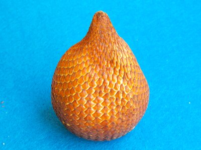 Snake skin fruit indonesia salak palm