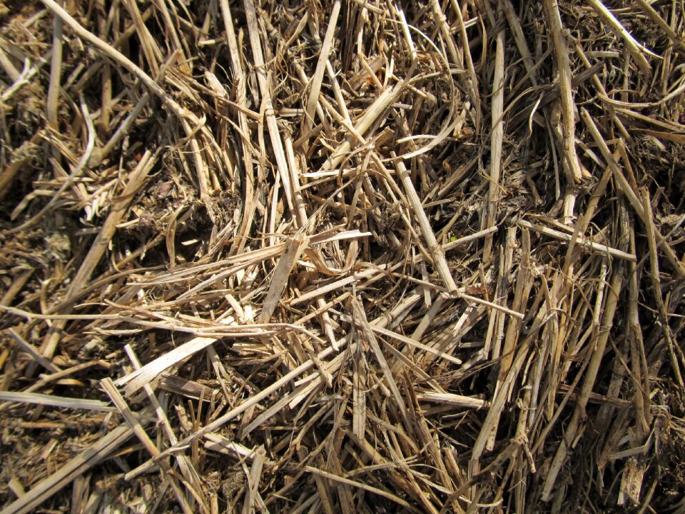 Brown surface rough