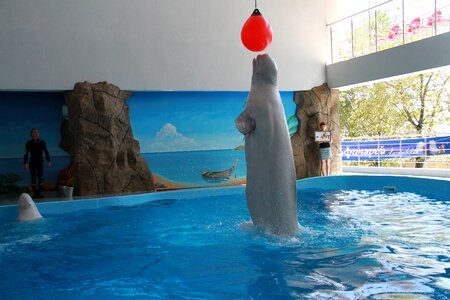 Killer whale dolphinarium tricks