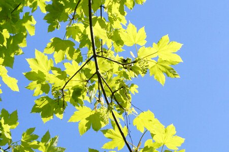 Tree branch branches