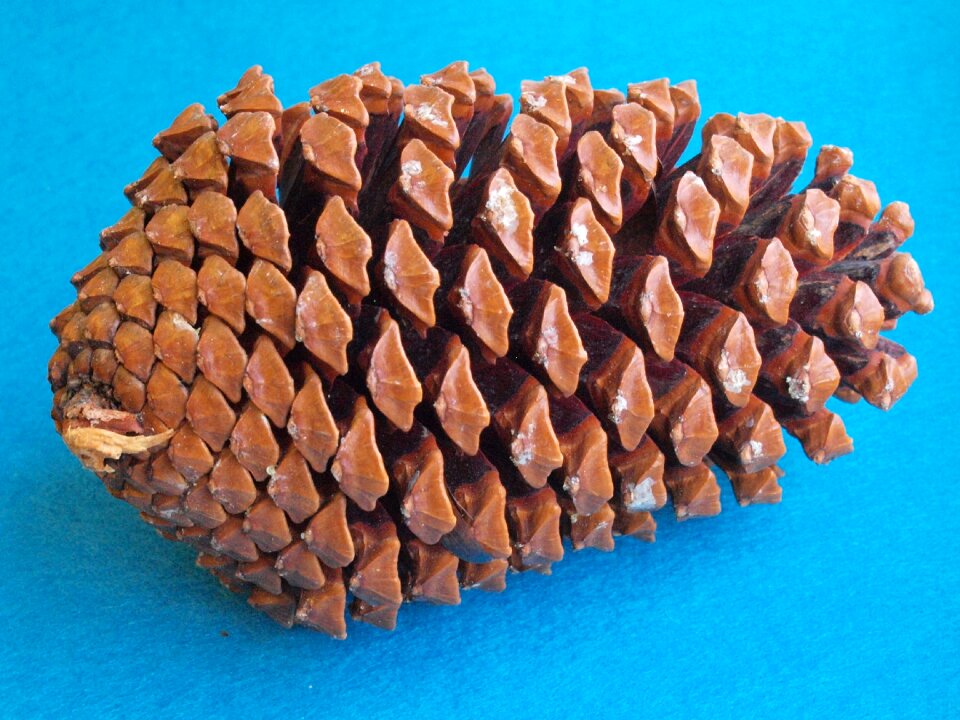 Maritime pine star pine hedgehog pine