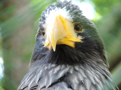 Zoo bird of prey raptor