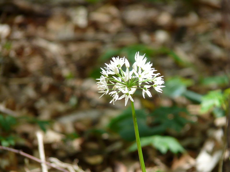 Plant white allium ursinum