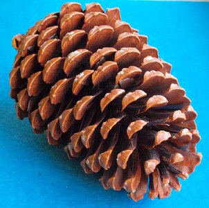 Maritime pine star pine hedgehog pine