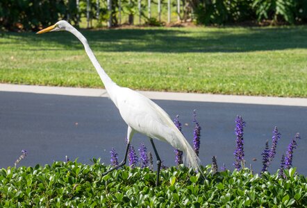 Animal wildlife beak photo