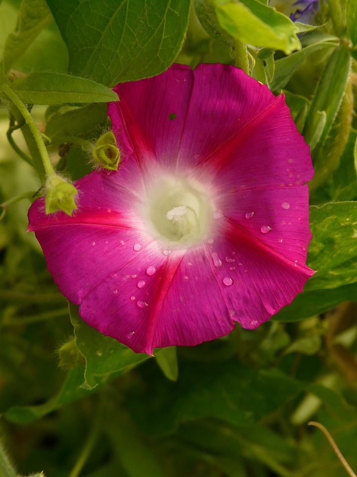 Winds wind greenhouse convolvulaceae